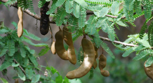 fruits incontournables au Costa Rica, tamarindo, costa rica voyage, agence francophone, sur mesure