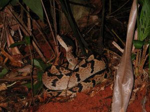 vipere tête noire, serpents venimeux, costa rica voyage, agence francophone, sur mesure