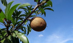 fruits incontournables au Costa Rica, zapote, costa rica voyage, agence francophone, sur mesure