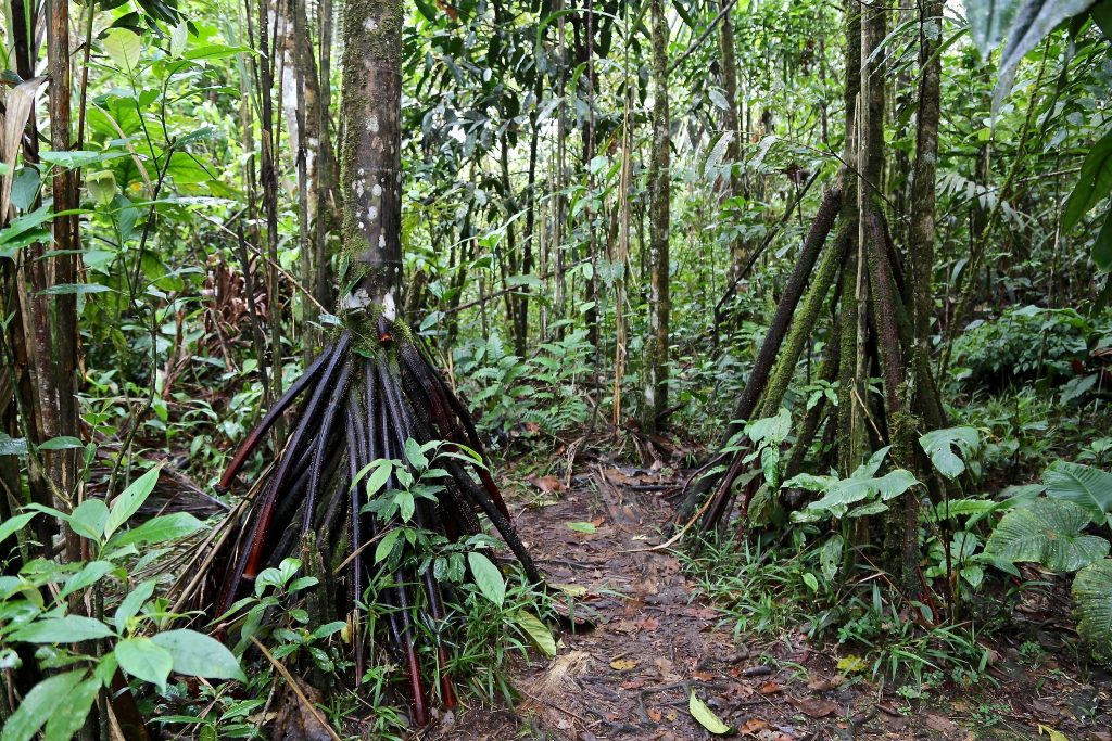 flore insolite au costa rica, walking palms, costa rica voyage, agence francophone, sur mesure