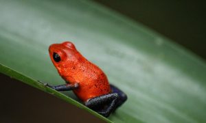 grenouille des fraises