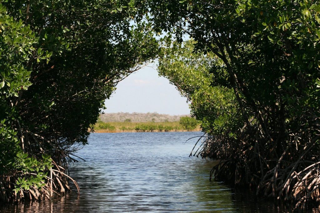 mangroves au Costa Rica, mangrove, costa rica voyage, agence francophone, sur mesure