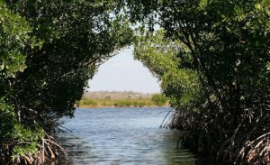 mangroves au Costa Rica, mangrove, costa rica voyage, agence francophone, sur mesure