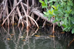 mangroves au Costa Rica, mangrove, costa rica voyage, agence francophone, sur mesure