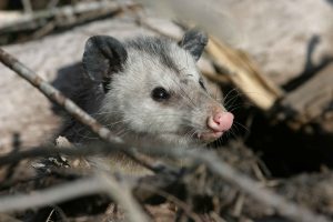 animaux sauvages au costa rica, opossums, costa rica voyage, agence francophone, sur mesure