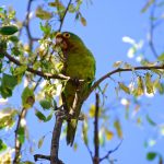 animaux sauvages au costa rica, conure à front rouge, costa rica voyage, agence francophone, sur mesure