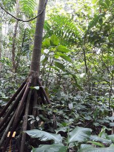 Faune et Flore insolite  - Page 32 Walking_palms_costa_rica-225x300