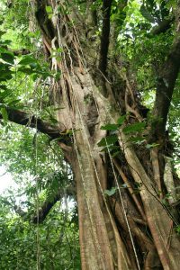 bienfaits des forêts, arbre tropical, costa rica voyage, agence francophone, sur mesure