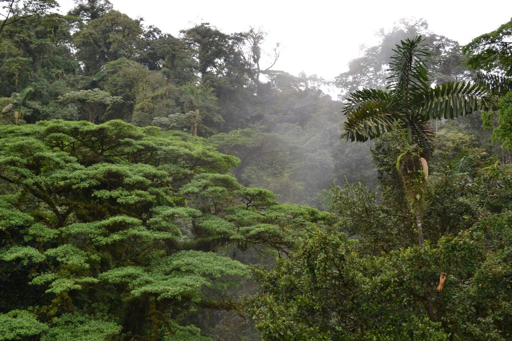 bienfaits des forêts, forêt tropicale, costa rica voyage, agence francophone, sur mesure