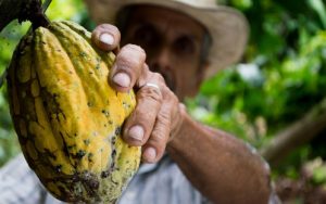 cacao au Costa Rica, fève de cacao, costa rica voyage, agence francophone, sur mesure