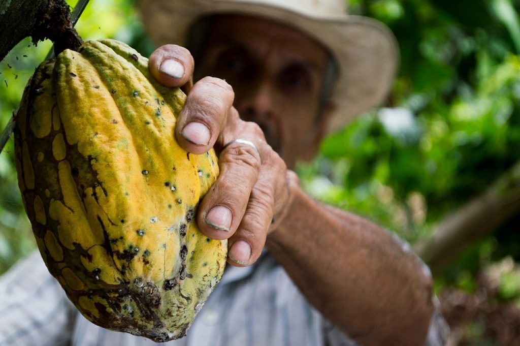 cacao au Costa Rica, fève de cacao, costa rica voyage, agence francophone, sur mesure