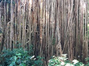 particularités des ficus au Costa Rica, arbre, Costa Rica Voyage, agence francophone, sur-mesure