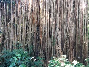 particularités des ficus au Costa Rica, arbre, Costa Rica Voyage, agence francophone, sur-mesure