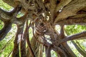 particularités des ficus au Costa Rica, arbre, Costa Rica Voyage, agence francophone, sur-mesure