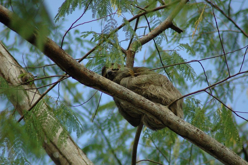 nourrir les animaux sauvages, paresseux, costa rica voyage, agence francophone, sur mesure