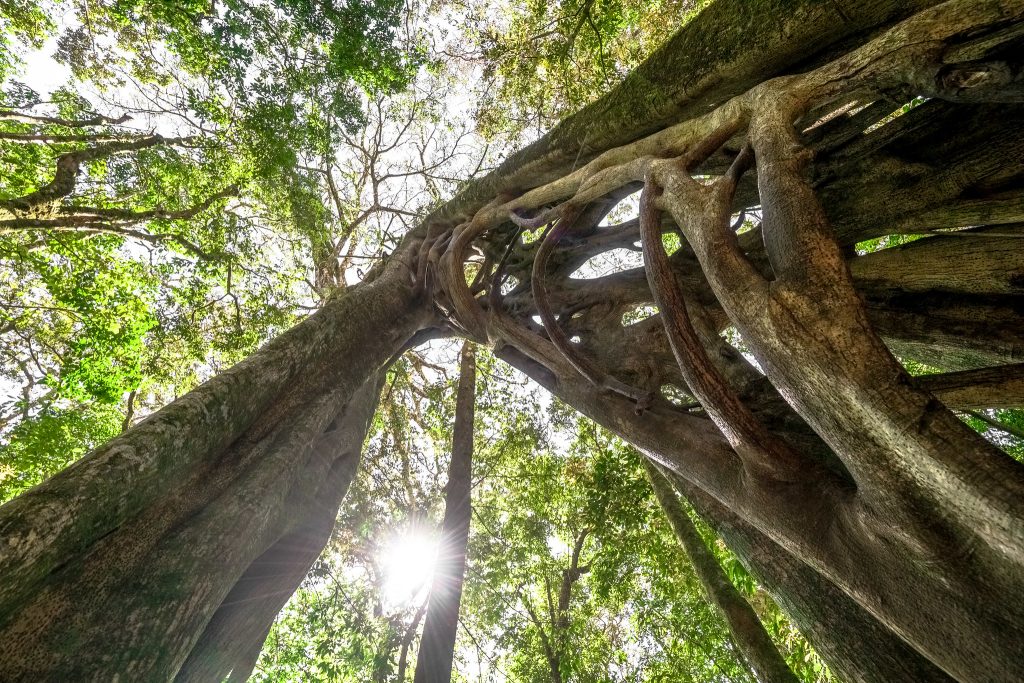 particularités des ficus au Costa Rica, arbre, Costa Rica Voyage, agence francophone, sur-mesure
