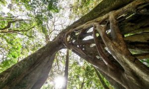 particularités des ficus au Costa Rica, arbre, Costa Rica Voyage, agence francophone, sur-mesure