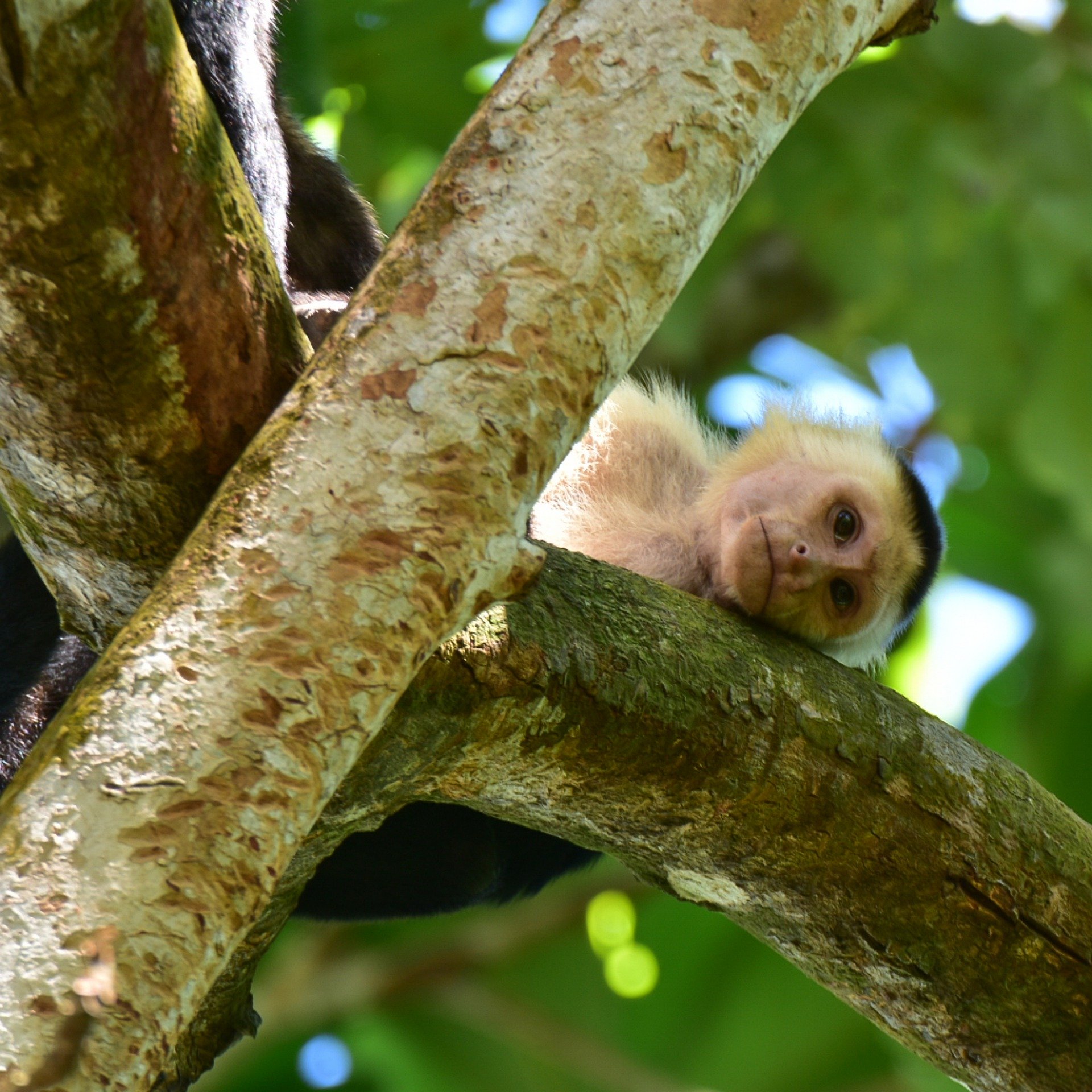 nourrir les animaux sauvages, paresseux, costa rica voyage, agence francophone, sur mesure