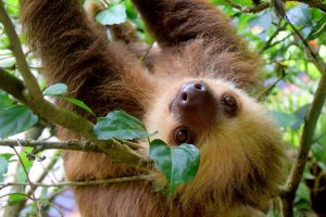 voyageur responsable au Costa Rica, paresseux, costa rica voyage, agence francophone, sur mesure