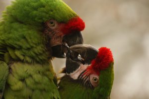 parmi les aras du Costa Rica il y a le ara de buffon, costa rica voyage est une agence francophone qui organise des voyages sur-mesure