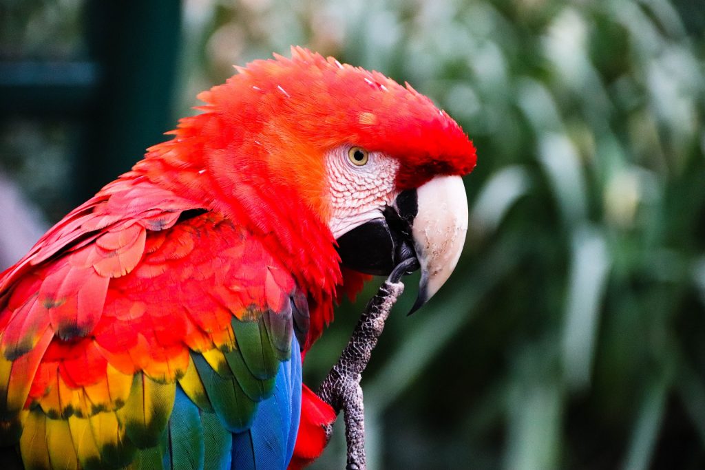 parmi les aras du Costa Rica il y a le ara de macao, costa rica voyage est une agence francophone qui organise des voyages sur-mesure