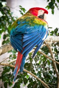 parmi les aras du Costa Rica il y a le ara de macao, costa rica voyage est une agence francophone qui organise des voyages sur-mesure