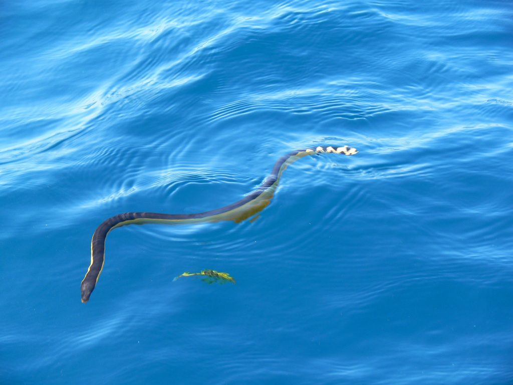 un serpent marin au costa rica est l'hydrophis platurus, costa rica voyage est une agence francophone qui organise des voyages sur-mesure