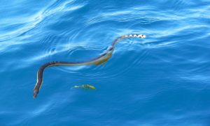 un serpent marin au costa rica est l'hydrophis platurus, costa rica voyage est une agence francophone qui organise des voyages sur-mesure