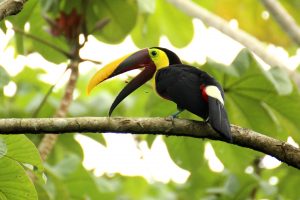 durée de séjour au costa Rica, toucan, costa rica voyage, agence francophone, sur-mesure