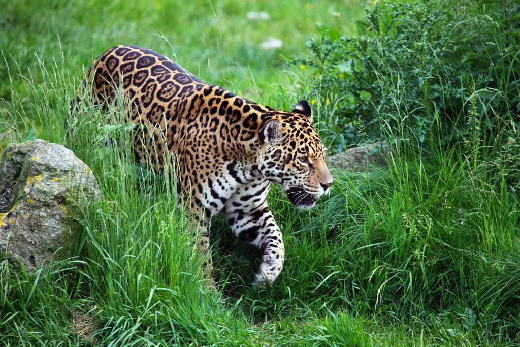 Parmi les animaux les plus dangereux du costa rica, les jaguars, costa rica voyage, agence francophone, organise des voyages sur-mesure