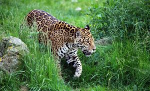 Parmi les animaux les plus dangereux du costa rica, les jaguars, costa rica voyage, agence francophone, organise des voyages sur-mesure