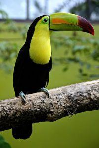 Toucans au costa rica, oiseau, costa rica voyage, agence francophone, sur-mesure