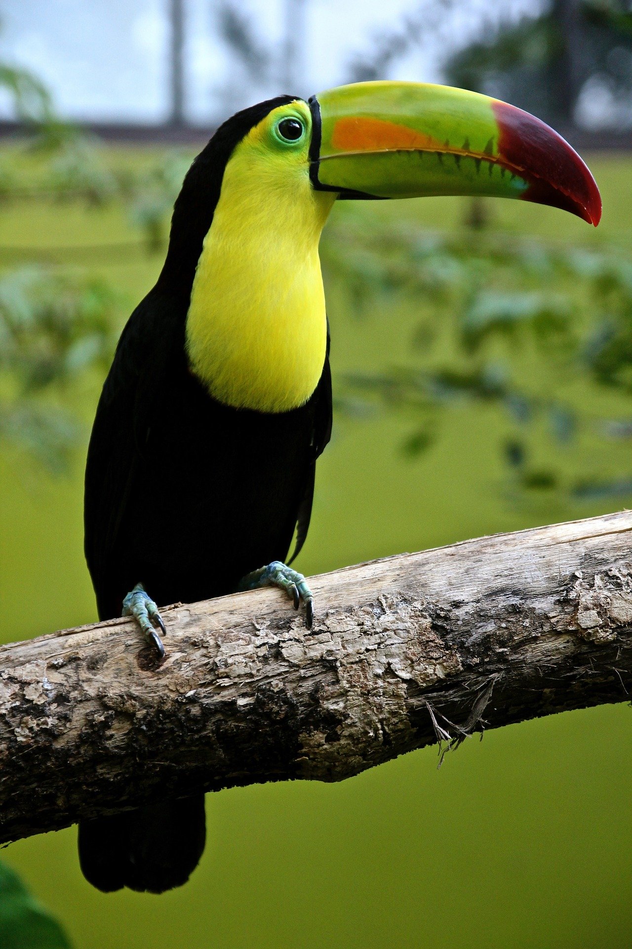 toucan tours costa rica