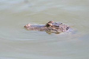 crocodiles, les caimans, costa rica voyage, agence francophone, organise des voyages sur-mesure