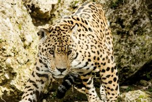 félins, les jaguars, costa rica voyage, agence francophone, organise des voyages sur-mesure