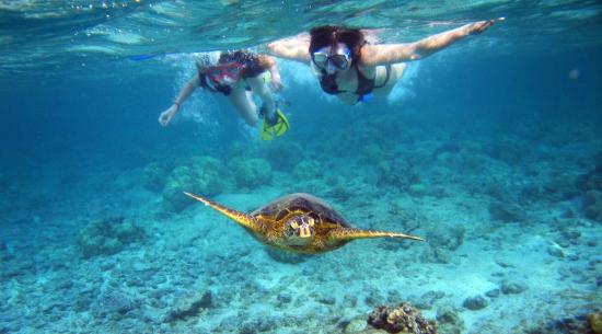 isla tortuga snorkel tour