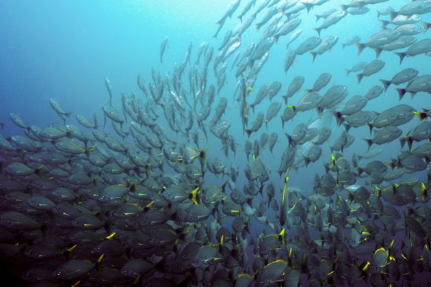Banc de poisson a Isla del Caño au Costa Rica