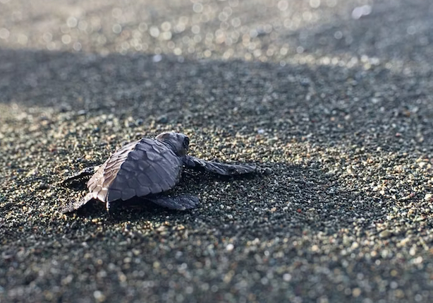 Tortue sur plage