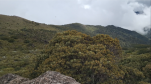 Cerro de la Muerte